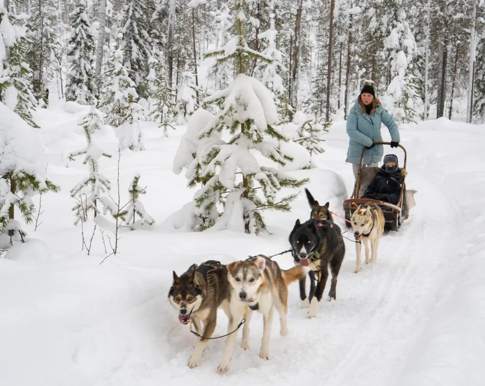 A dog team running a track through snowy forest