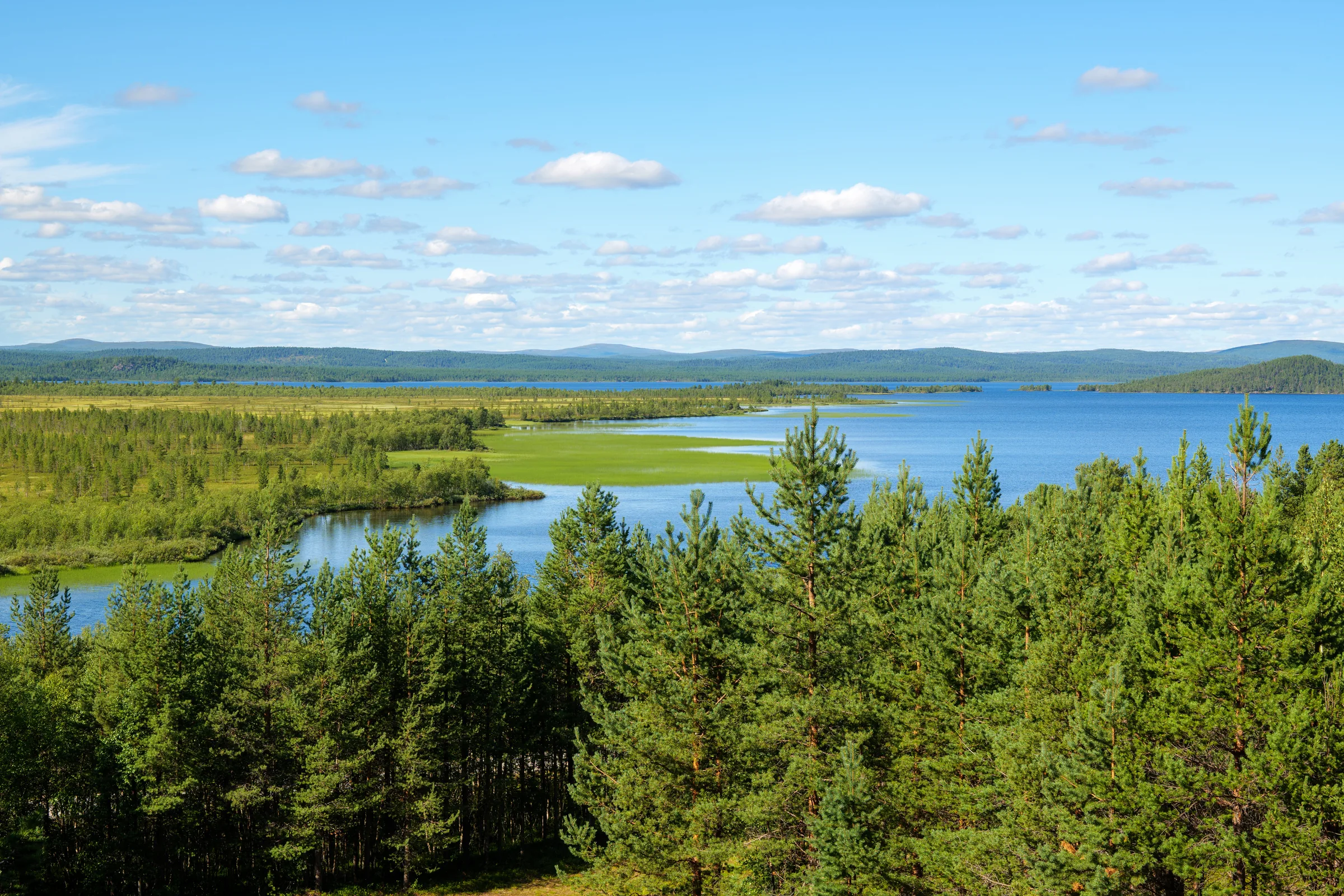 Pine forest and marshy inlets around a broad lake beneath low fells