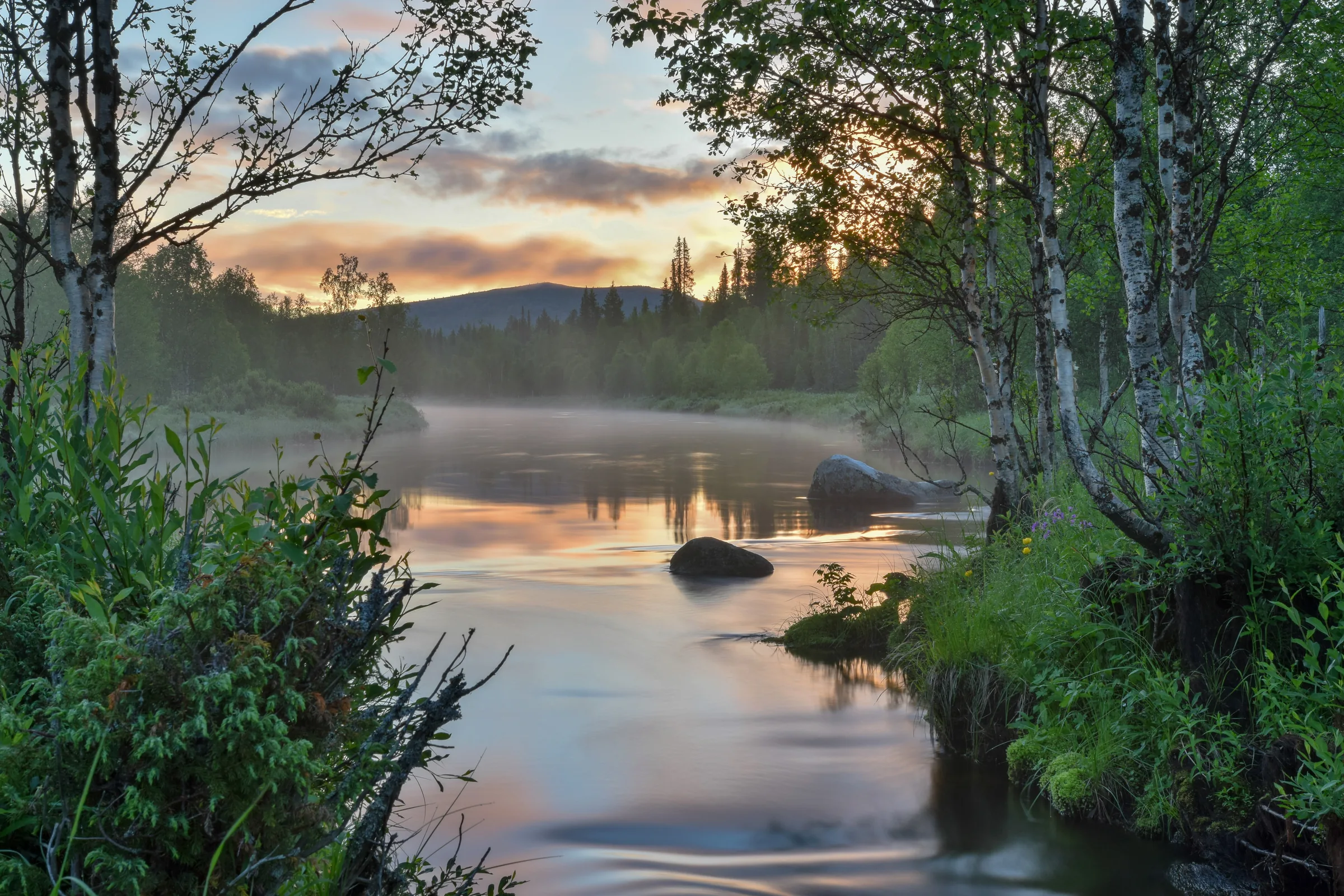 Mist over birch-lined water beneath a low summer sun