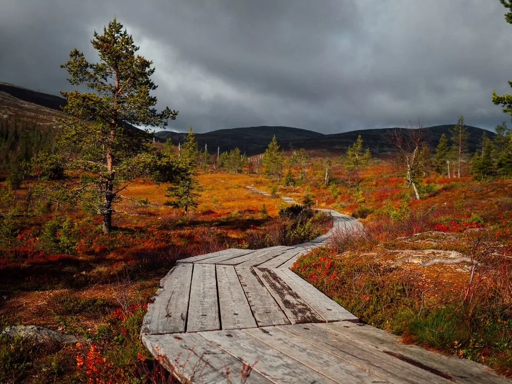 A wooden boardwalk crossing ruska-coloured fell ground