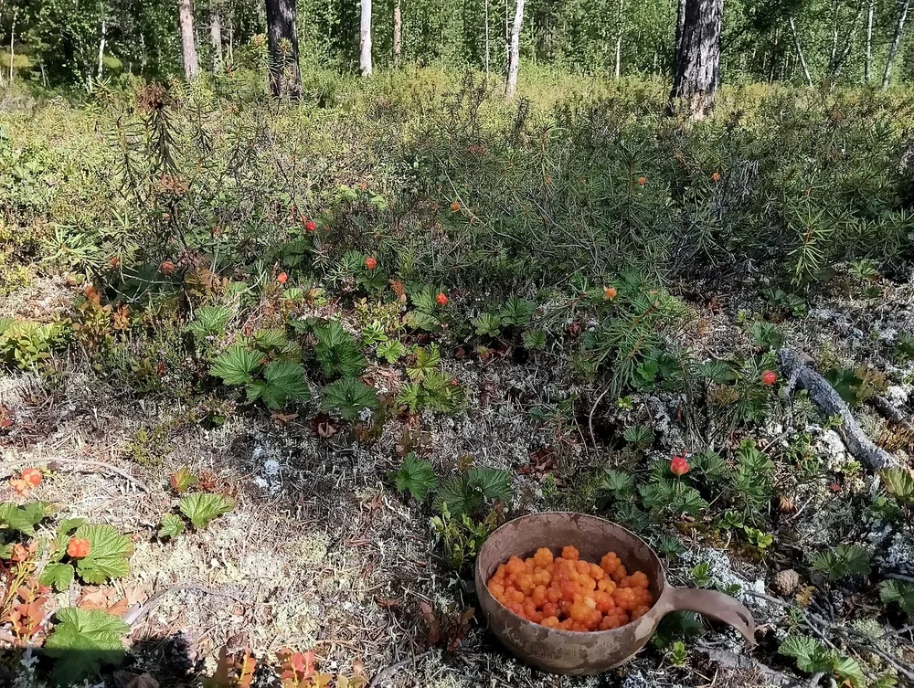 A wooden bowl of cloudberries on open tundra