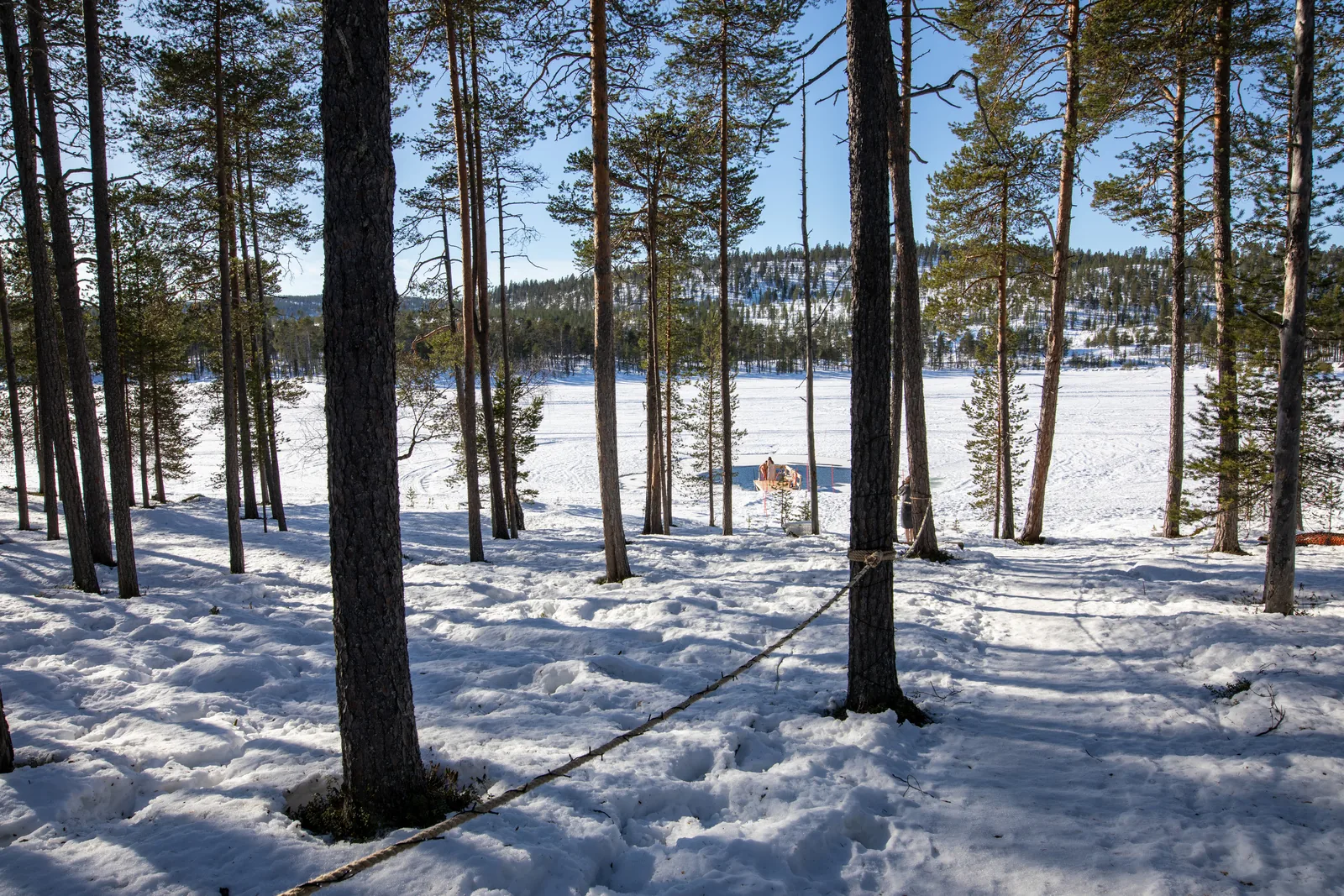 Pines opening onto a frozen lake in Finnish Lapland